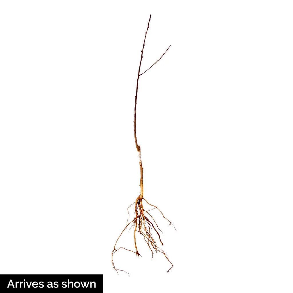 Peach Standard Dormant Bare Root Starter Fruit Tree U492