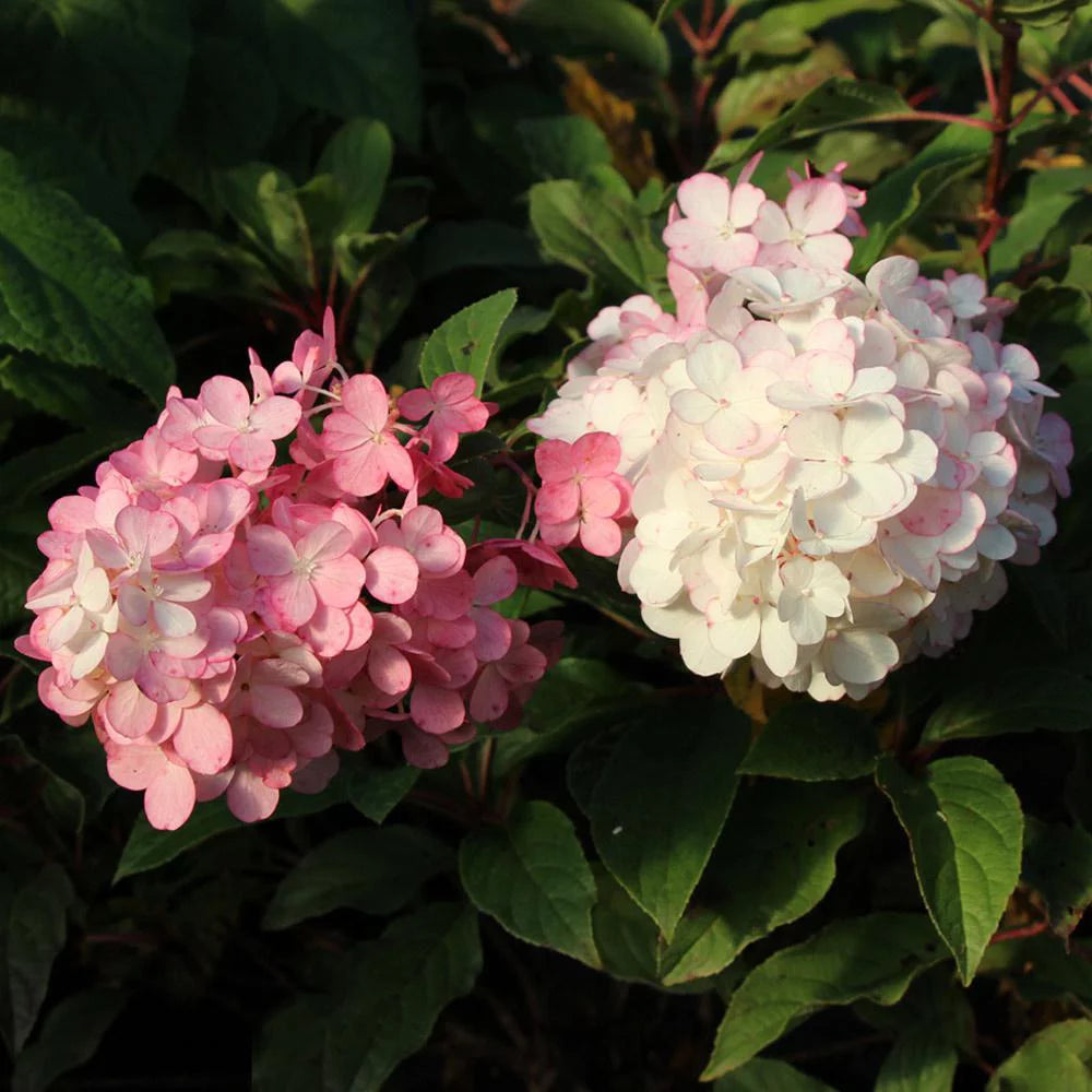 Vanilla Strawberry Hydrangea Tree L985