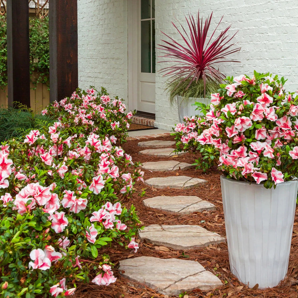 Autumn Starburst Azalea Shrub, White and Pink Blooms, Live Outdoor Plant Q84678