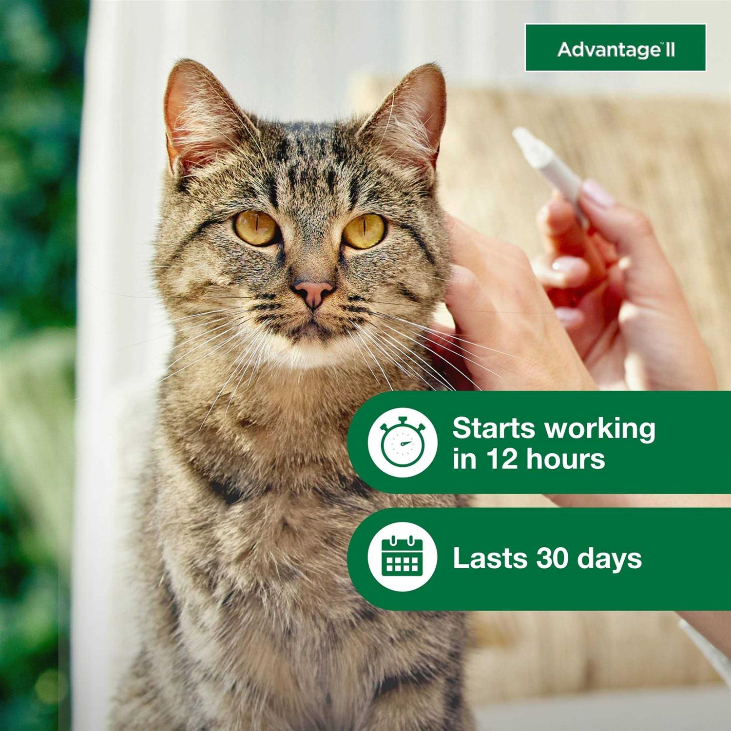 Flea Treatment for Cats F387519