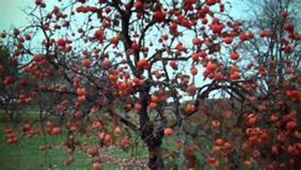 Persimmon Tree Seedling Q9917