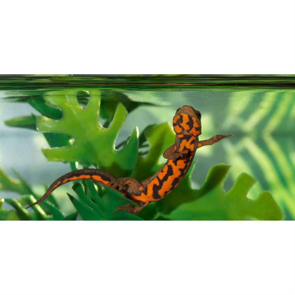 Paludarium Terrarium and Aquarium S351