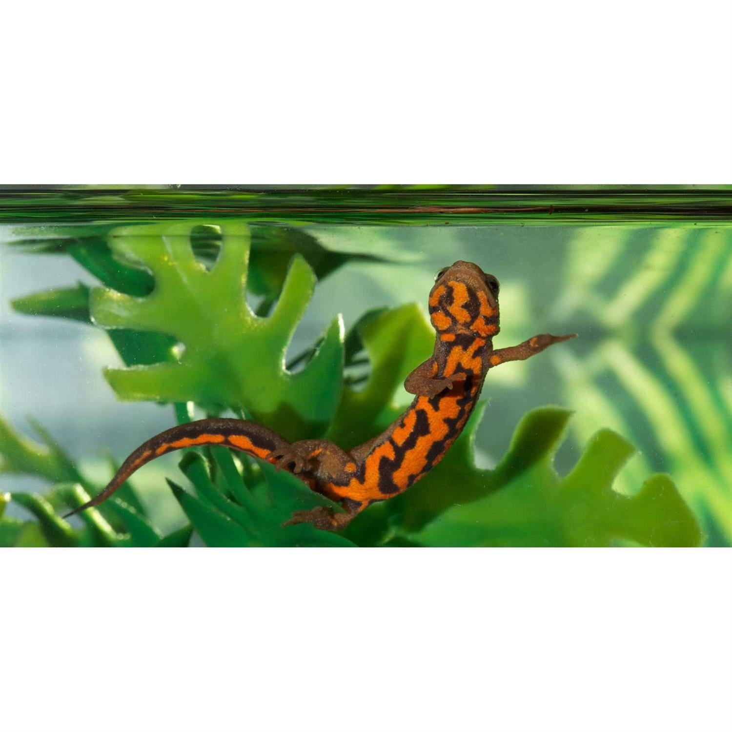 Paludarium Terrarium and Aquarium S351