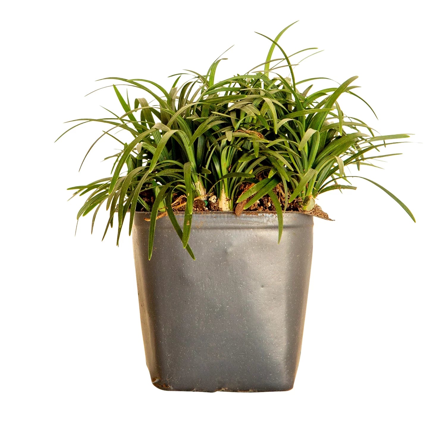 Dwarf Mondo Grass Live Outdoor Plant, 54 Pack, Evergreen Groundcover J385