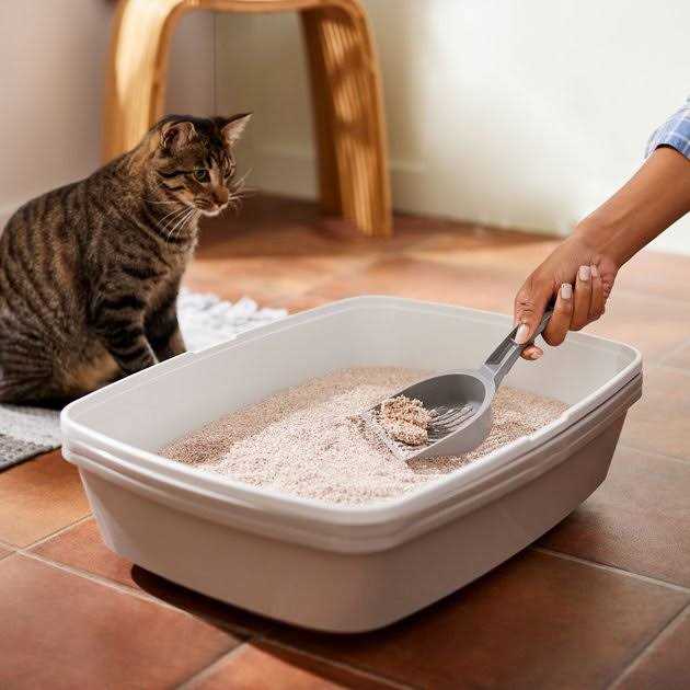 Natural Clumping Grass Cat Litter O313131