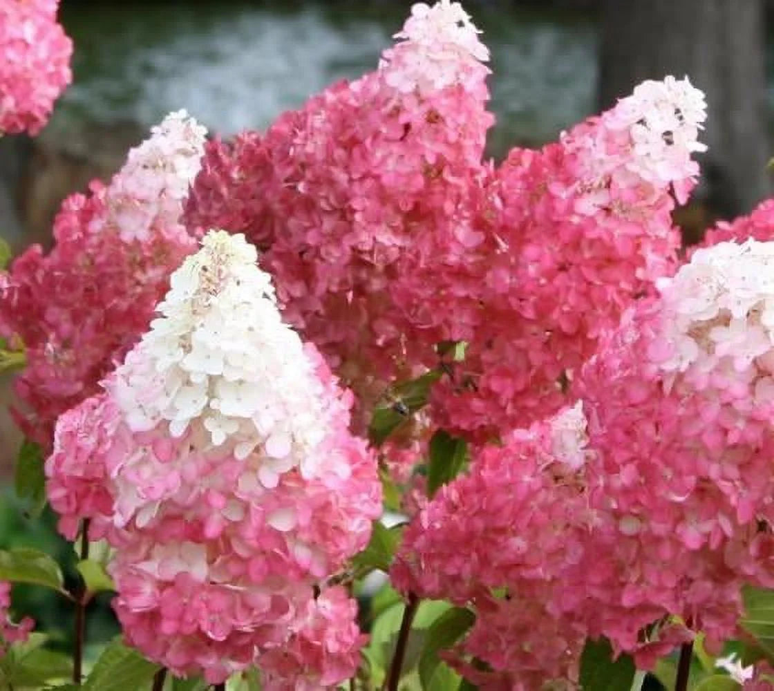 First Editions® Vanilla Strawberry™ Panicle Hydrangea - Live Plant - Full Gallon Pot