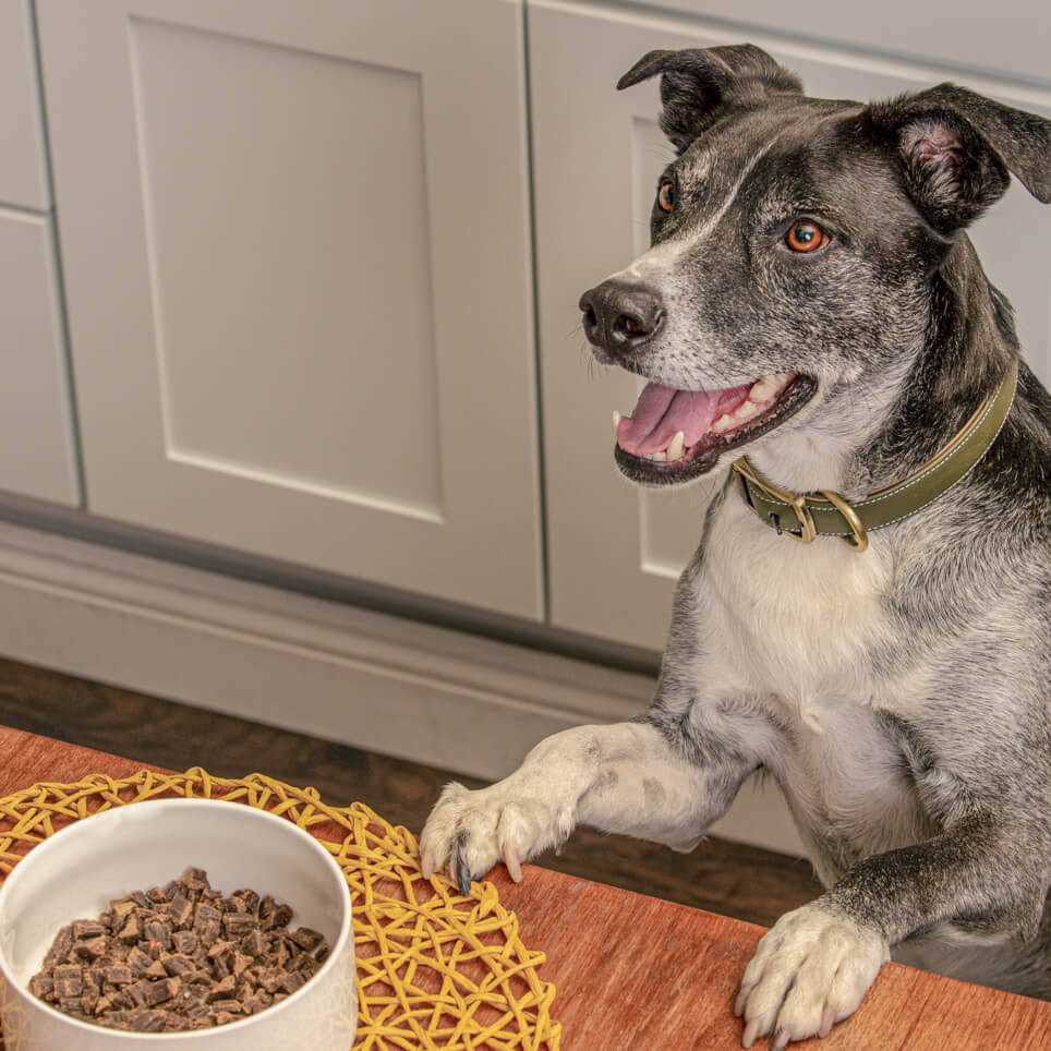 Air Dried Chicken Dog Food R884075