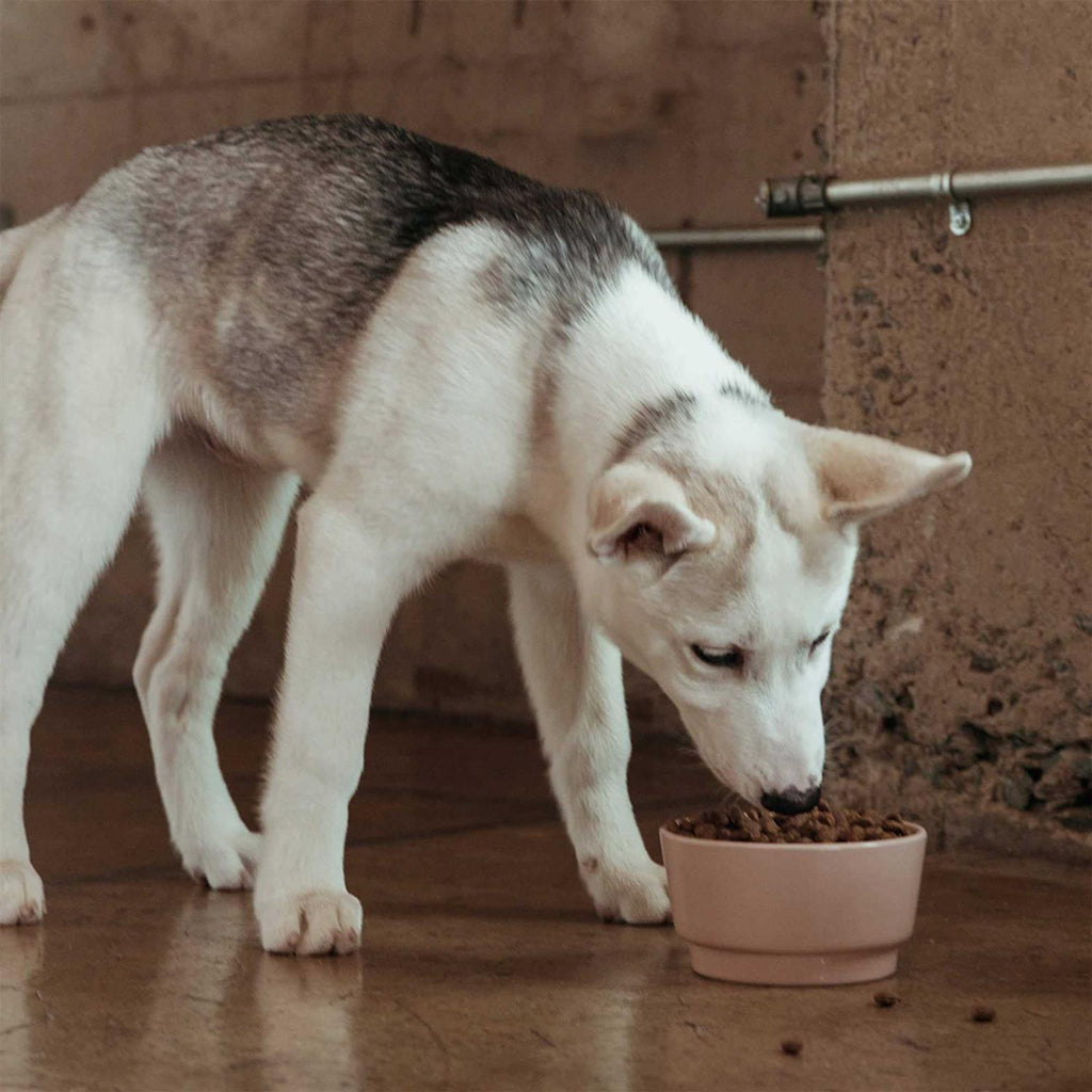 Salmon Sweet Potato Carrot Grain Free Dog Food N450245