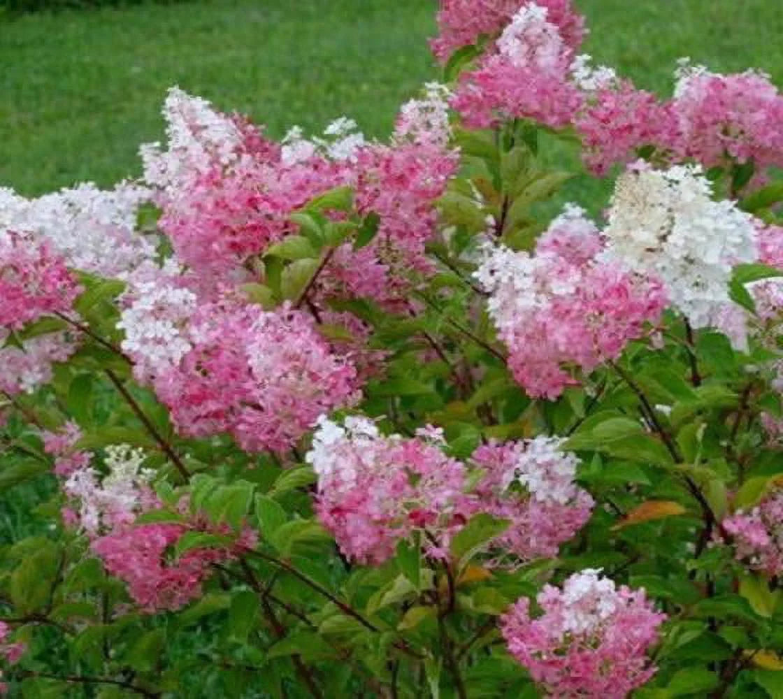 Vanilla Strawberry Panicle Hydrangea - Live Plant - Full Gallon Pot D9933