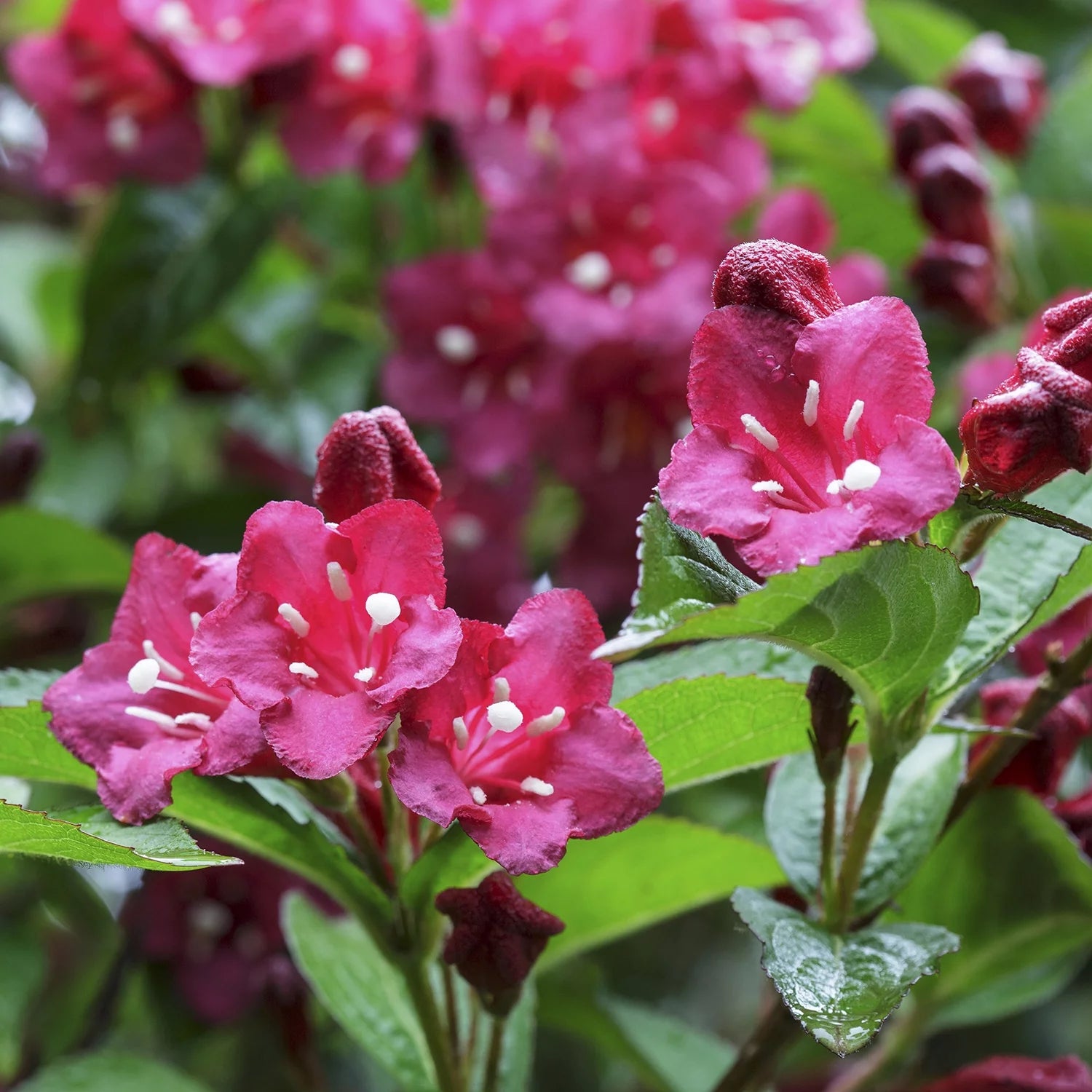 Flowering Shrub in 1 Gallon Pot F9925
