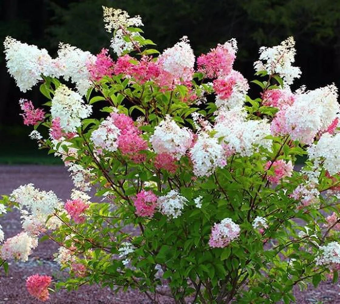 Vanilla Strawberry Panicle Hydrangea - Live Plant - Full Gallon Pot D9933