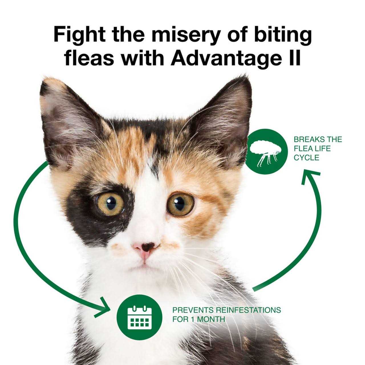 Flea Treatment for Cats F387519
