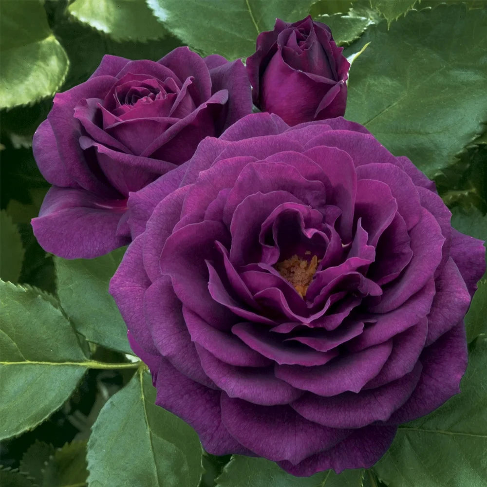 Purple Floribunda Rose Bush, Live Fragrant Potted Plant for Outdoors N634