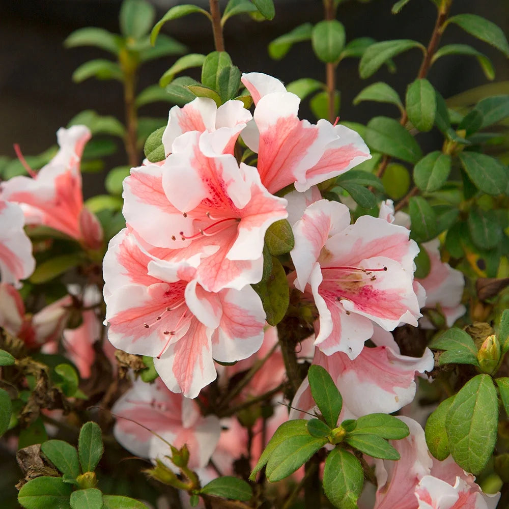 Autumn Starburst Azalea Shrub, White and Pink Blooms, Live Outdoor Plant Q84678