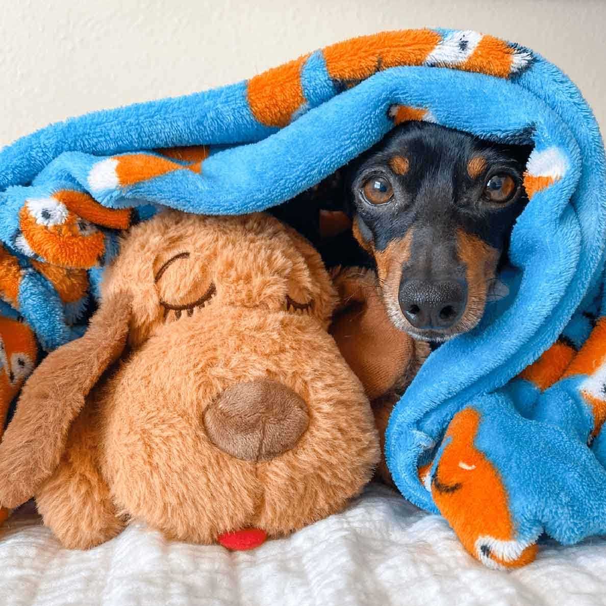 Brown Mutt Pet Supplies A427