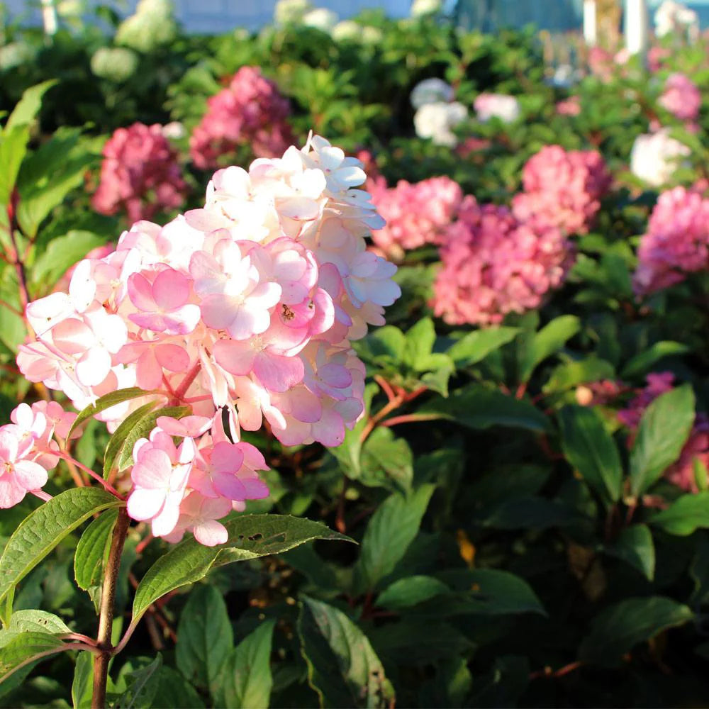Vanilla Strawberry Hydrangea Tree L985