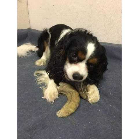 Lamb Horn with Marrow Dog Chew J5376