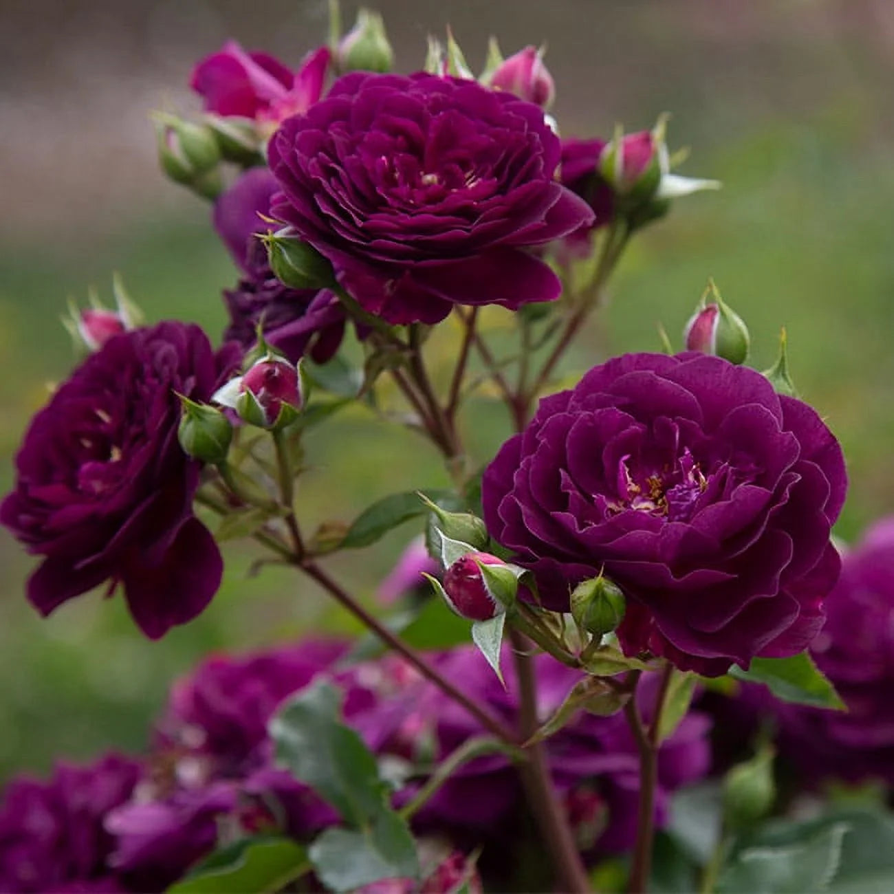 Purple Floribunda Rose Bush, Live Fragrant Potted Plant for Outdoors N634