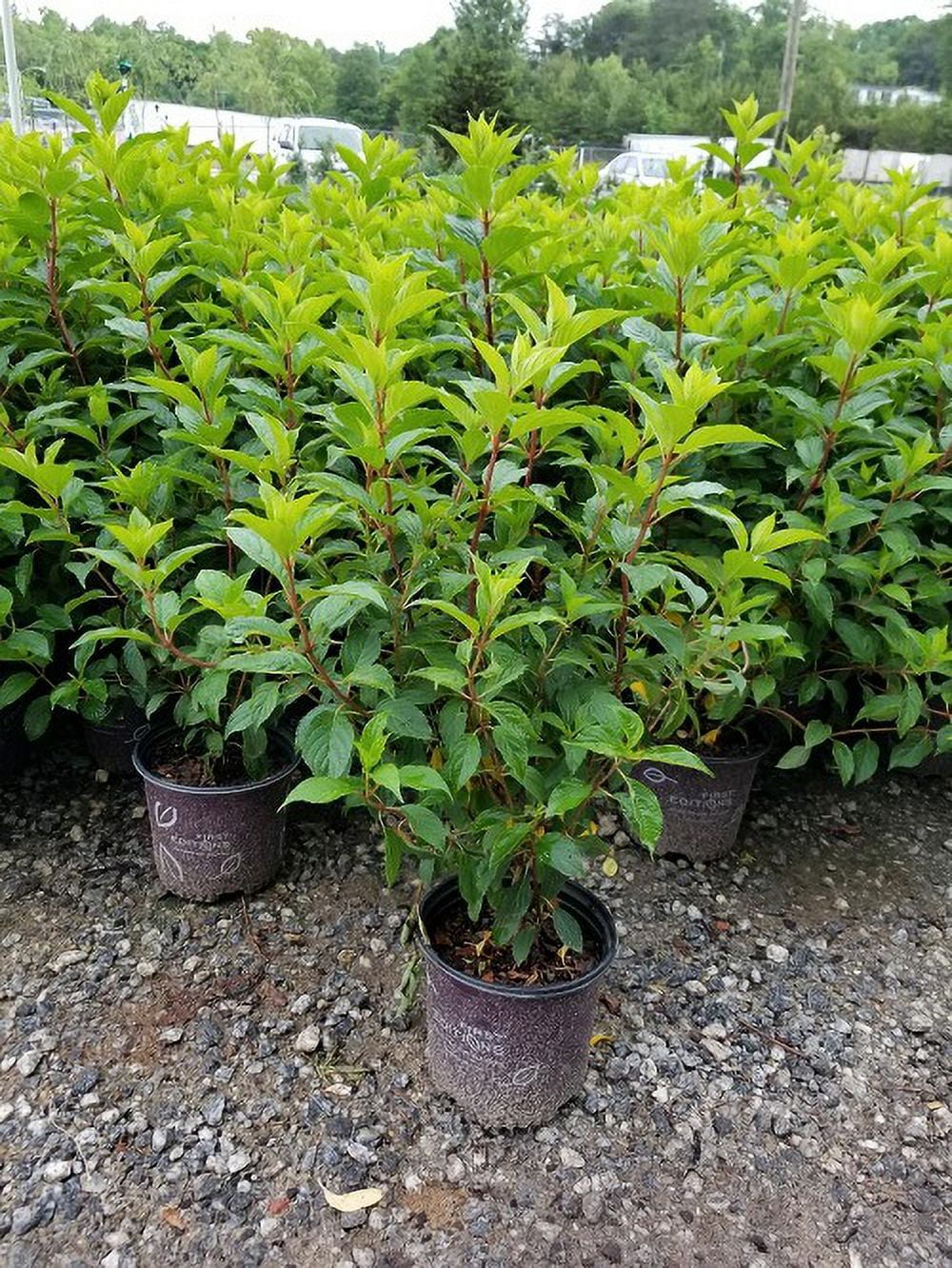 Vanilla Strawberry Panicle Hydrangea - Live Plant - Full Gallon Pot D9933