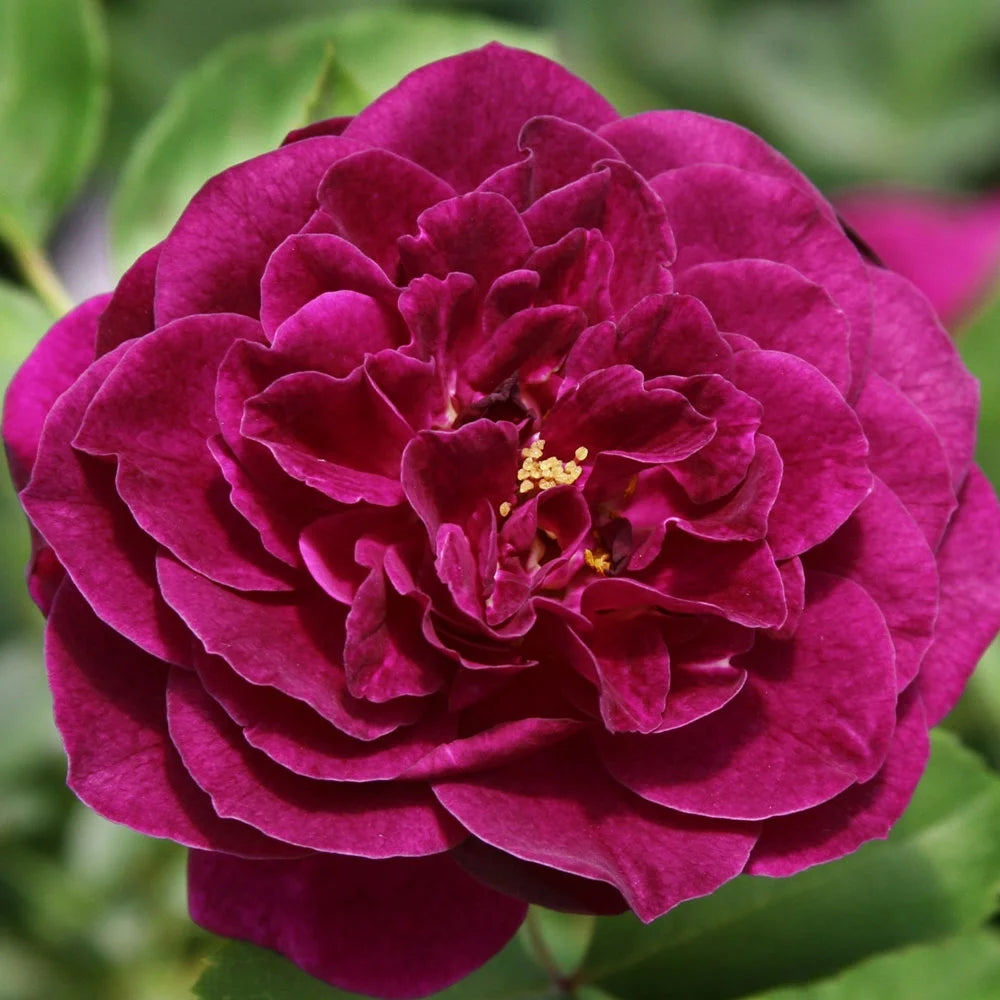 Purple Floribunda Rose Bush, Live Fragrant Potted Plant for Outdoors N634