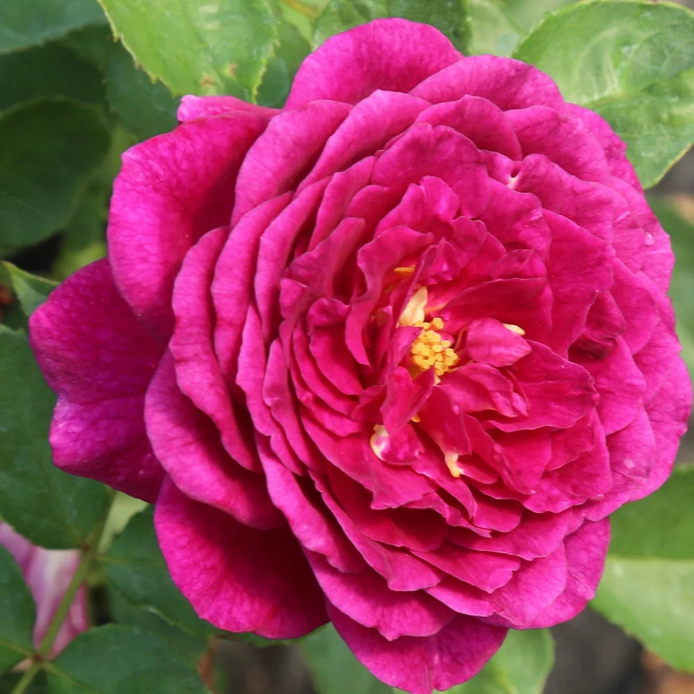 Purple Floribunda Rose Bush, Live Fragrant Potted Plant for Outdoors N634