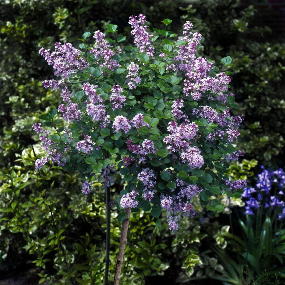 Dwarf Korean Lilac Tree, 5-6 ft. V8808