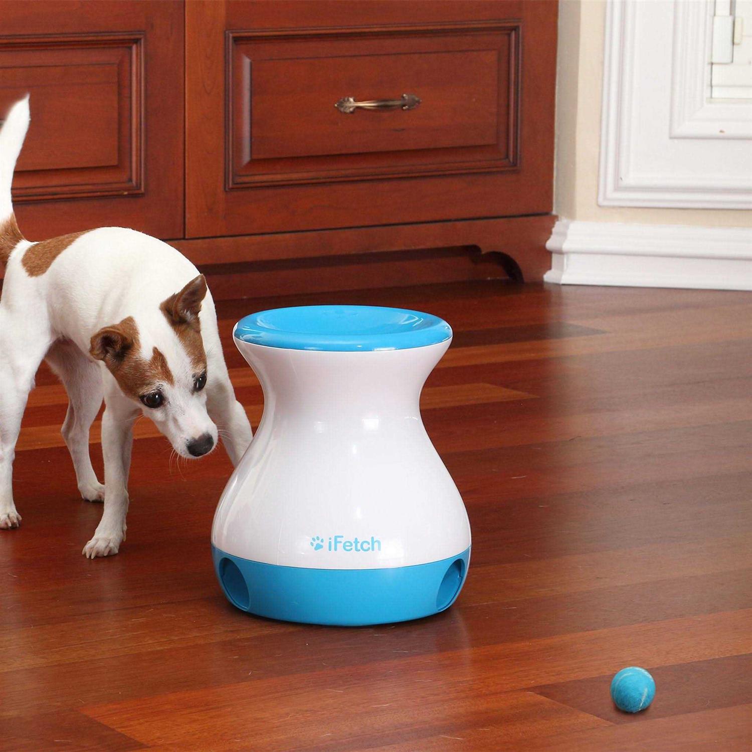Frenzy Dog Toy F75164