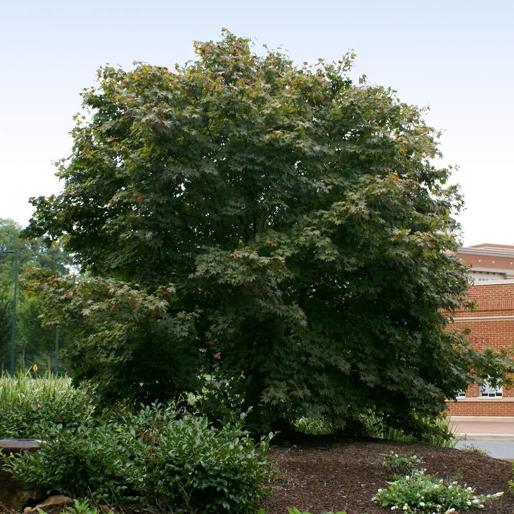 Bloodgood Japanese Maple Tree Red Variety C4491