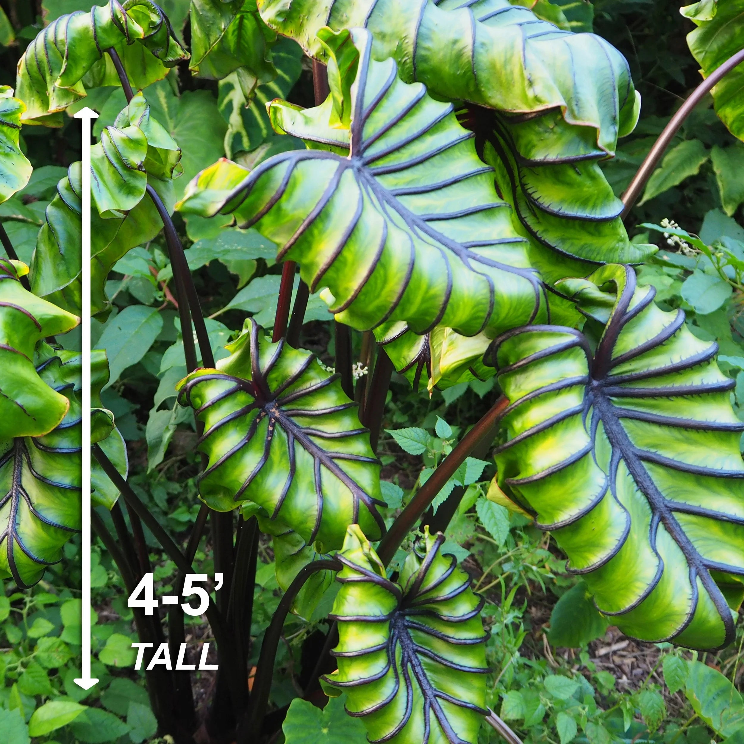 Elephant Ear Bulbs, 7/9 inches (Bag of 1) V899964