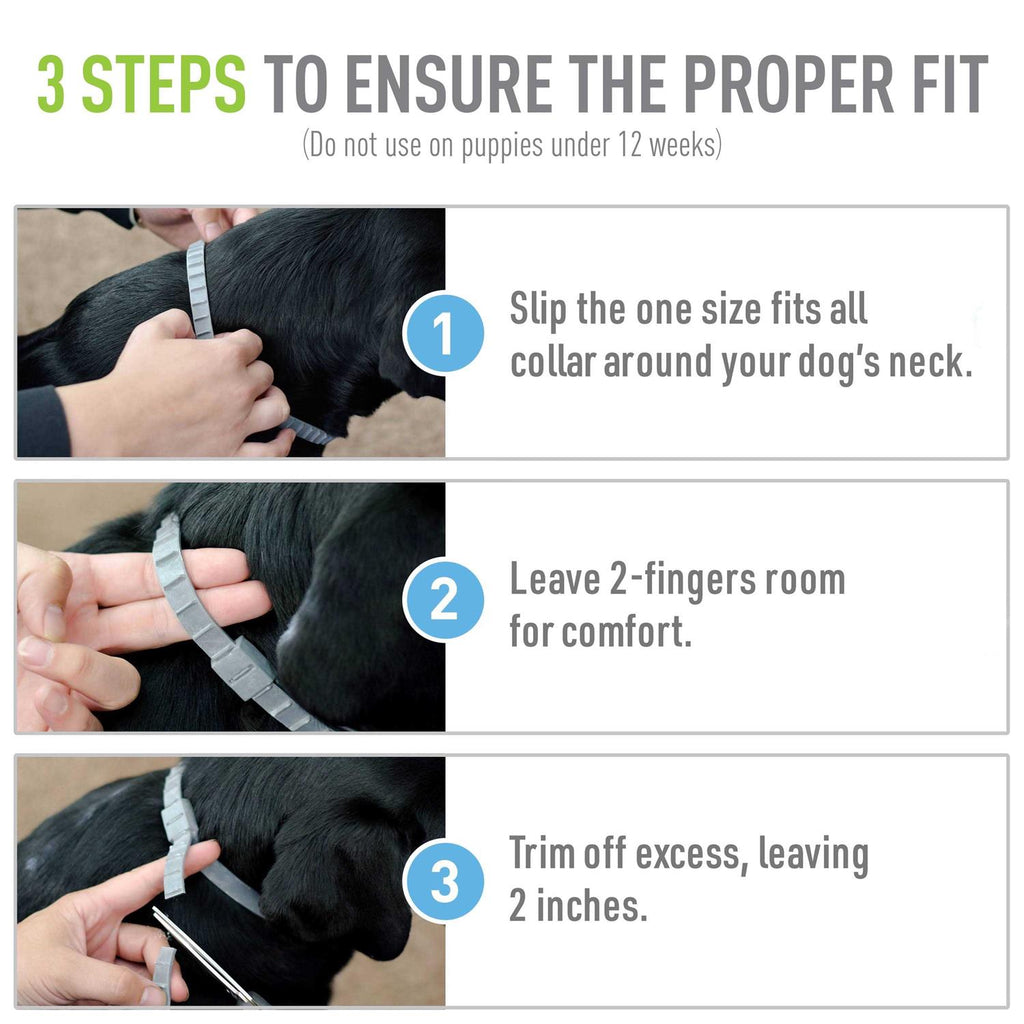Flea Tick Collar for Dogs Puppies N82792