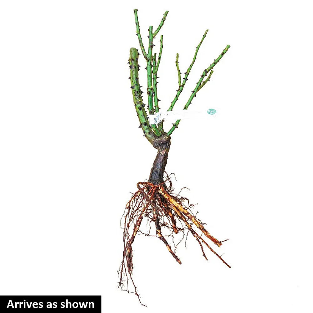 Hybrid Tea Rose Bush, Bare Root H2614