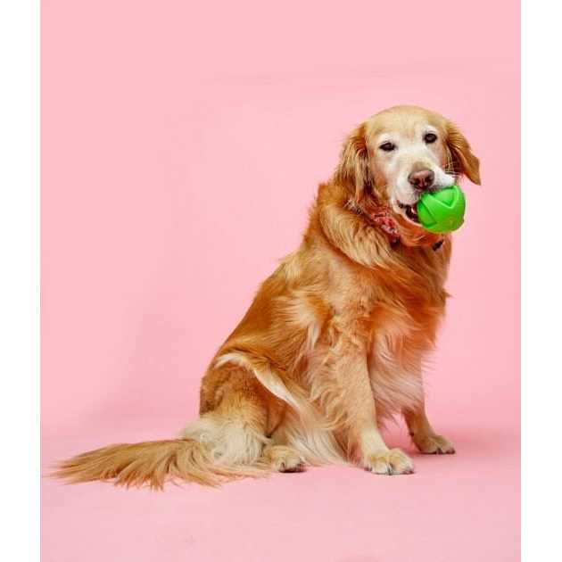 Dog Toy Ball for Pets A88482