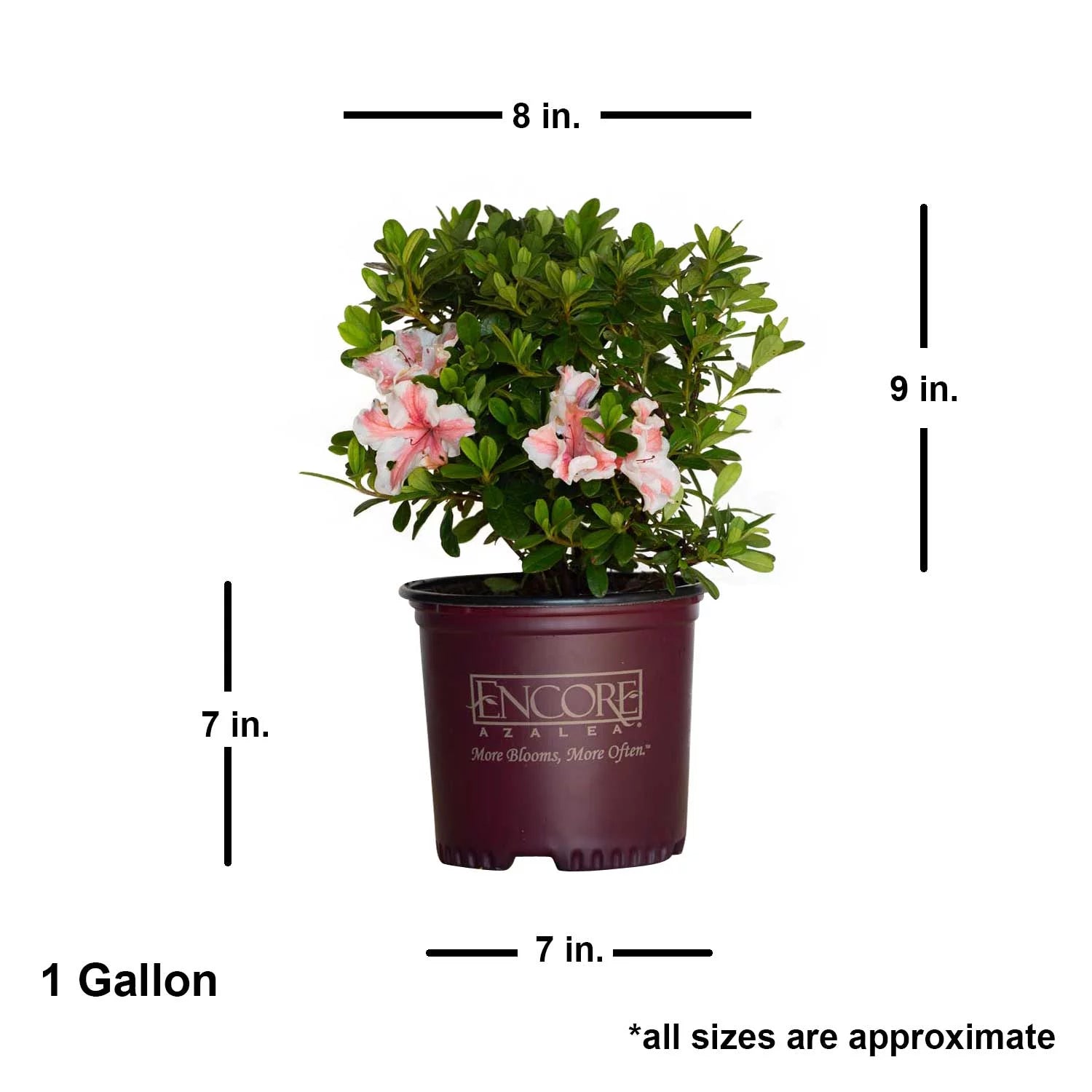 Autumn Starburst Azalea Shrub, White and Pink Blooms, Live Outdoor Plant Q84678