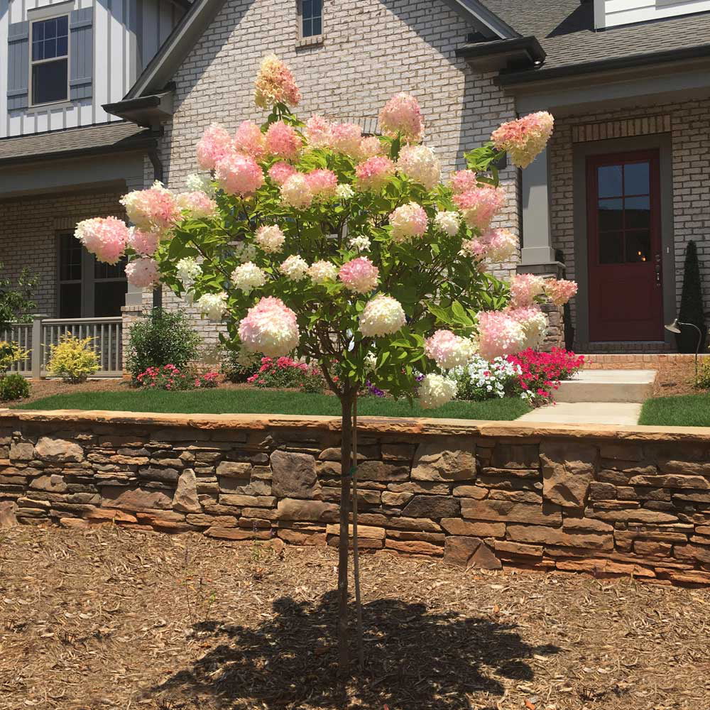 Vanilla Strawberry Hydrangea Tree L985