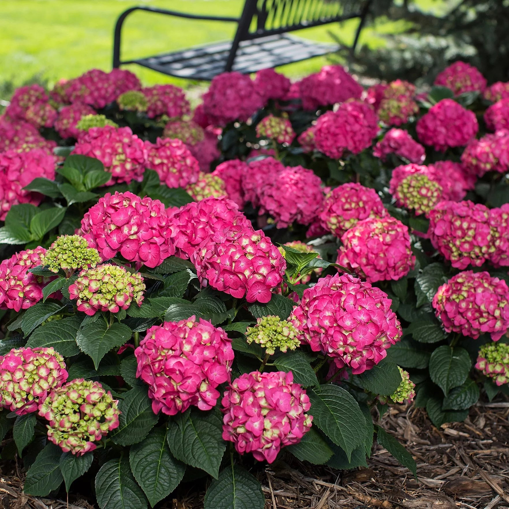 Flowering Hydrangea Shrub (3 Gal) for Part Sun Outdoor Planting Y424731