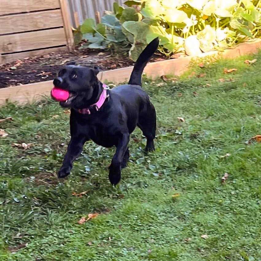 Squeak Toy Ball for Dogs O922