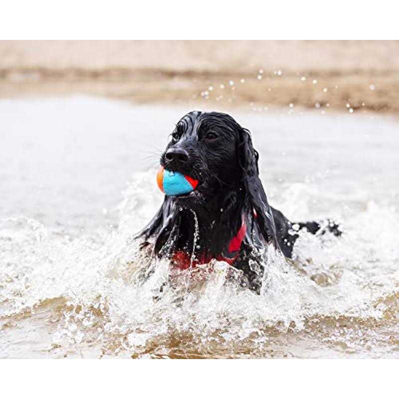 Squeak Ball for Dogs O5840