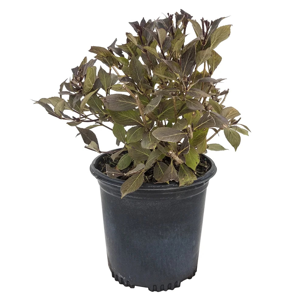 Flowering Shrub in 1 Gallon Pot F9925