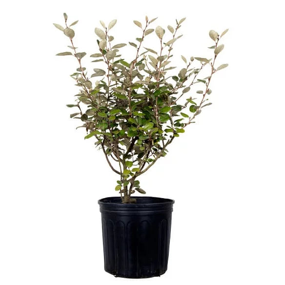 Ebbing's Silverberry (2.5 Gallon) Fragrant White Flowers in Fall U563381