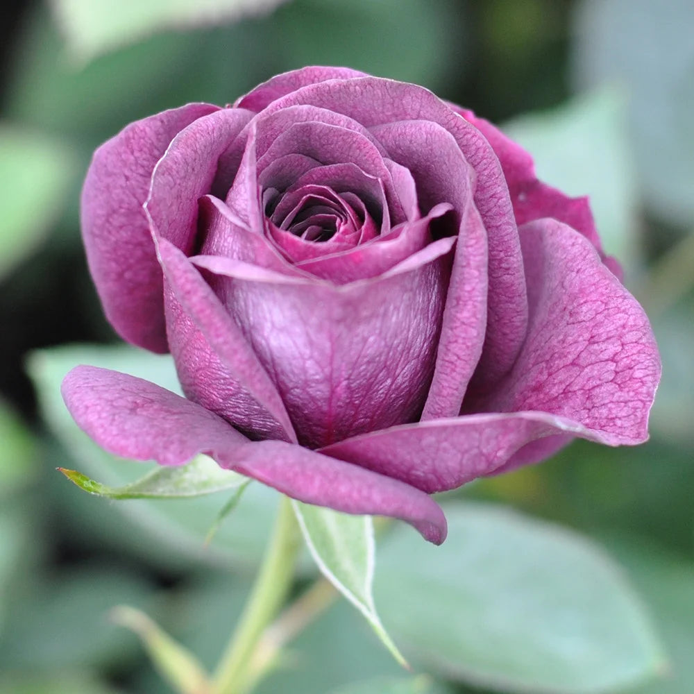 Purple Floribunda Rose Bush, Live Fragrant Potted Plant for Outdoors N634