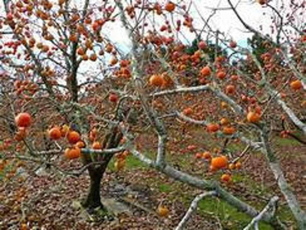 Persimmon Tree Seedling Q9917