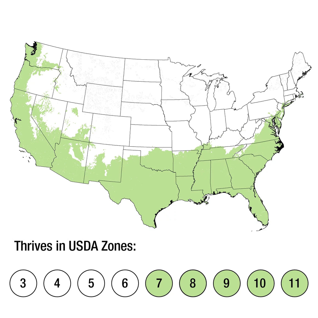Ebbing's Silverberry (2.5 Gallon) Fragrant White Flowers in Fall U563381
