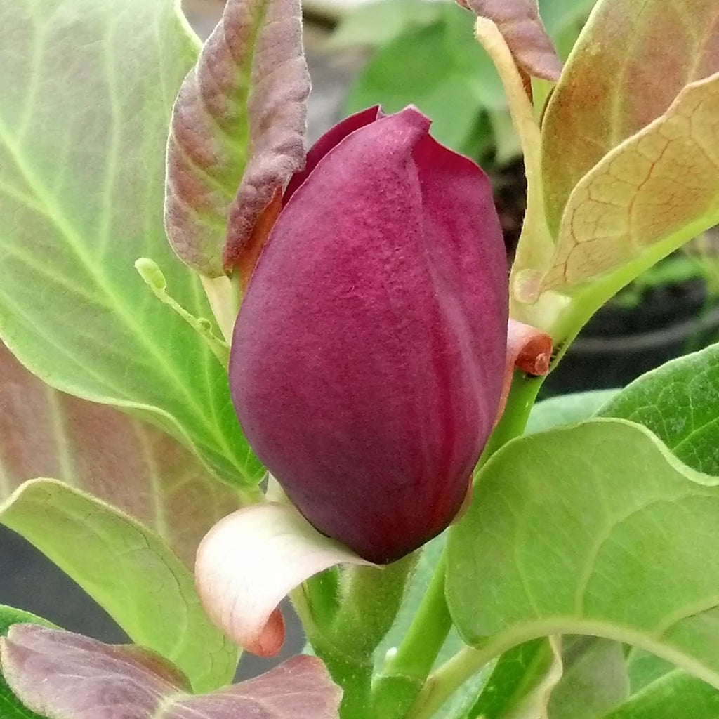 Magnolia Live Tree in Grower Container K8462
