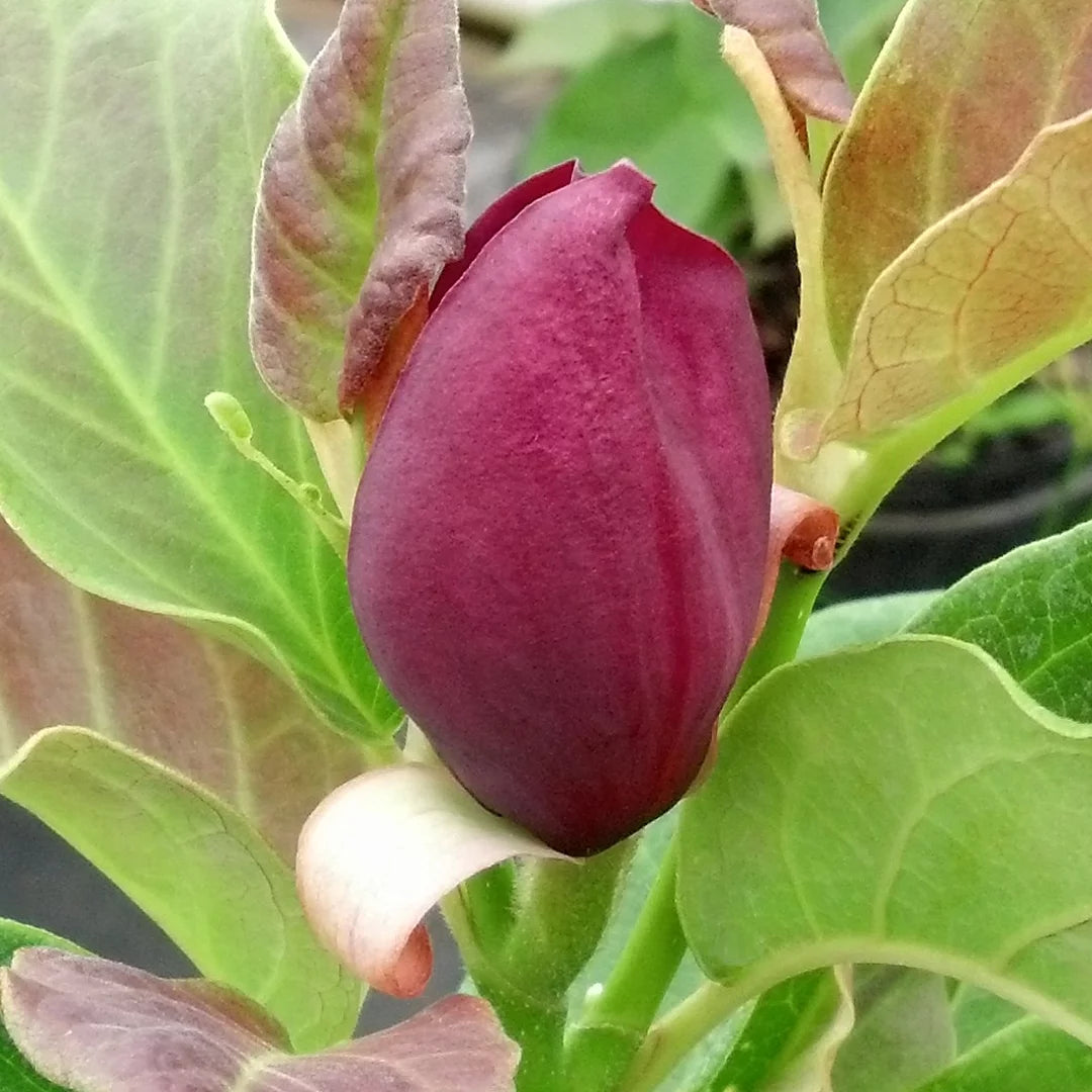 Magnolia Live Tree in Grower Container K8462