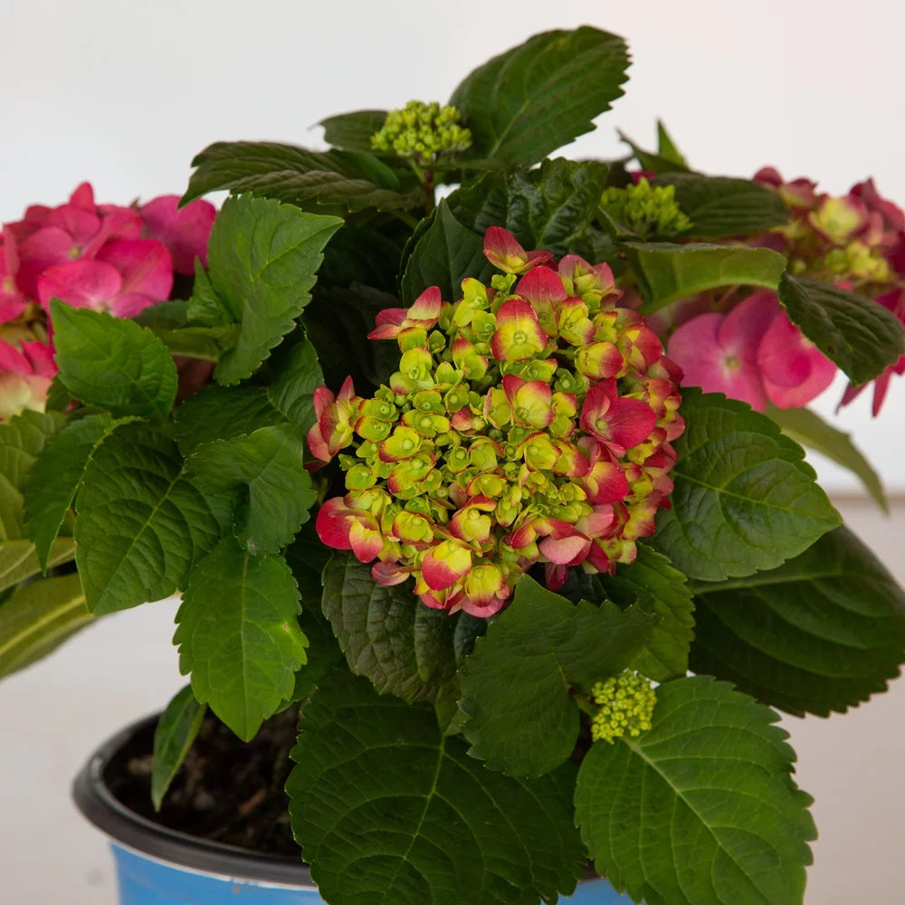 Flowering Hydrangea Shrub (3 Gal) for Part Sun Outdoor Planting Y424731