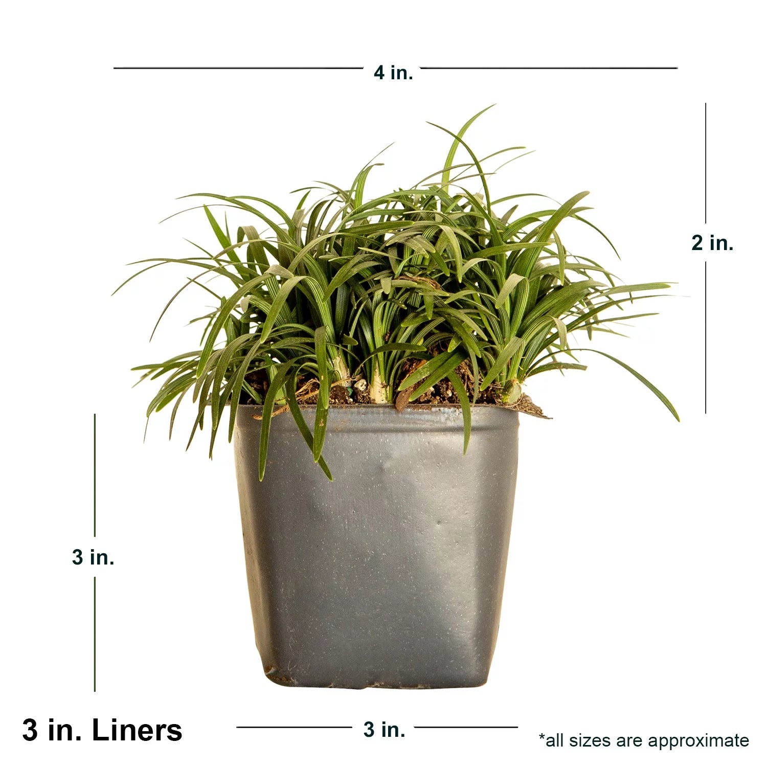 Dwarf Mondo Grass Live Outdoor Plant, 54 Pack, Evergreen Groundcover J385