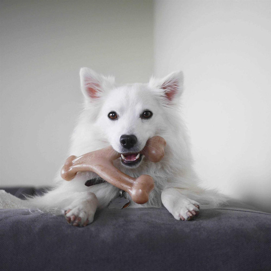 Wishbone Dog Chew Toy W935379