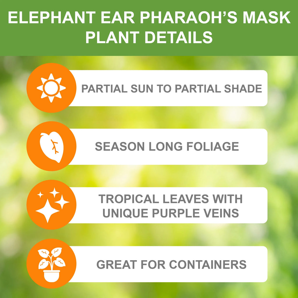 Elephant Ear Bulbs, 7/9 inches (Bag of 1) V899964