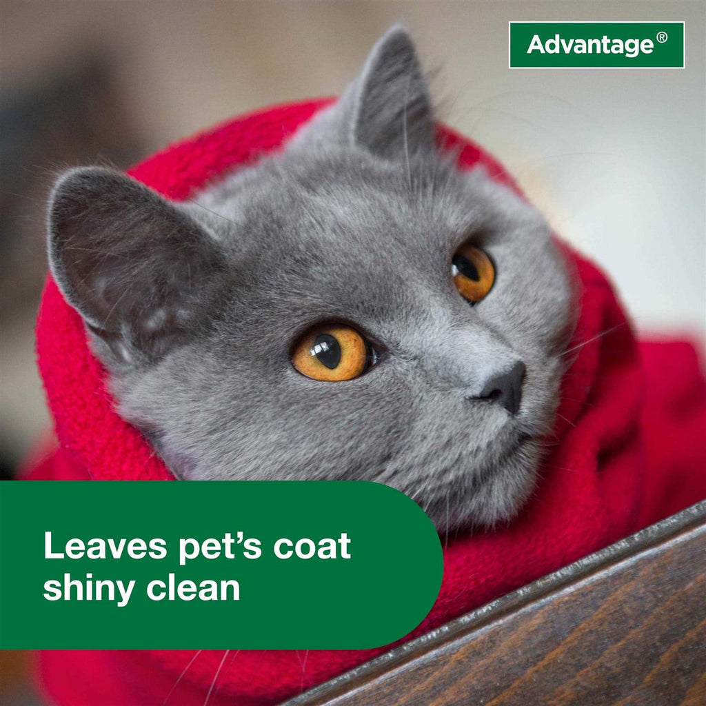 Flea & Tick Treatment Shampoo for Cats & Kittens M603