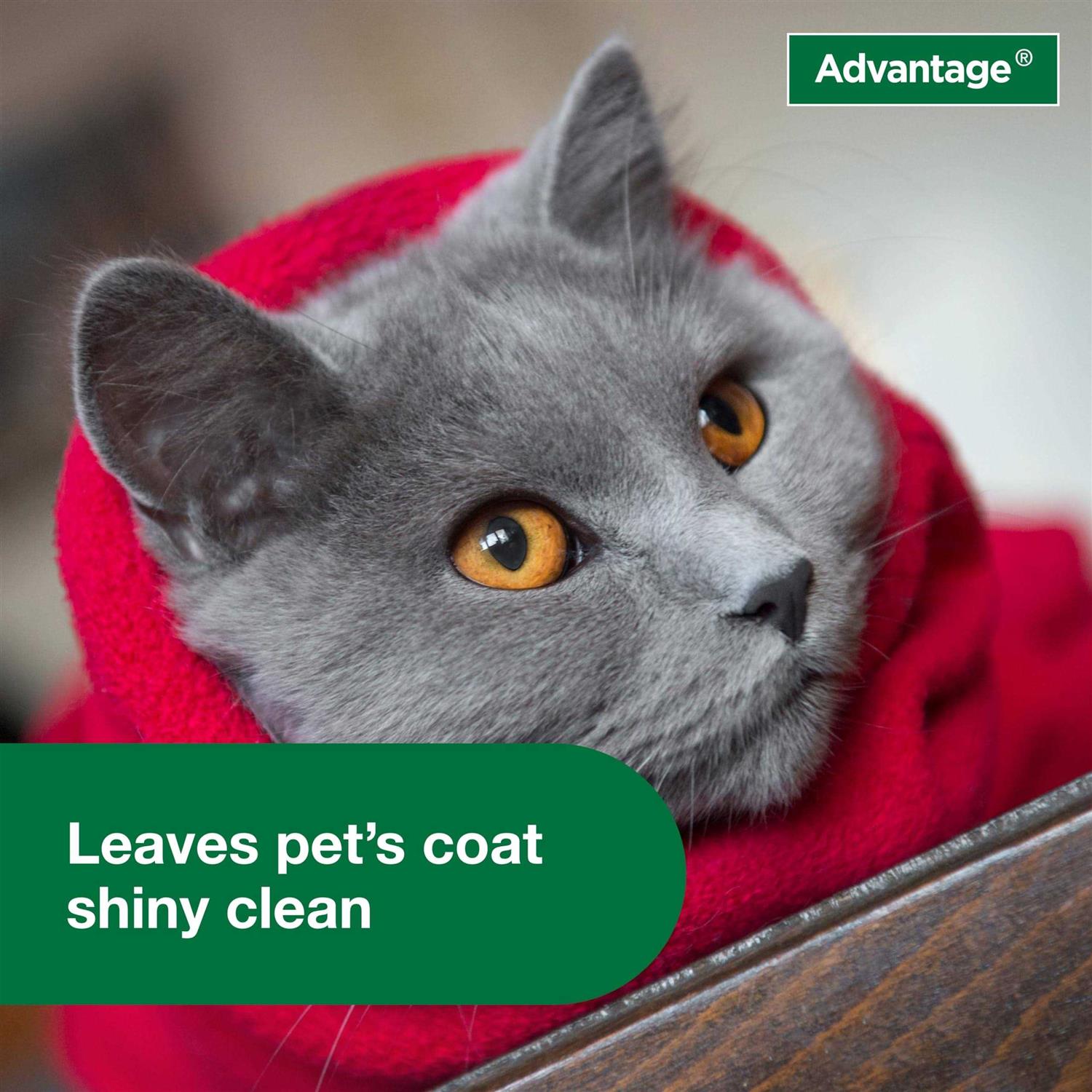 Flea & Tick Treatment Shampoo for Cats & Kittens M603
